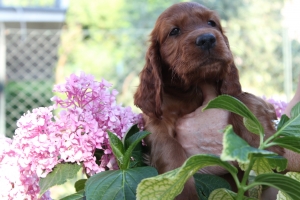 Bijou brigitte