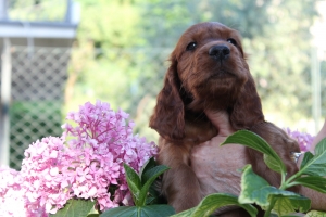 bijou brigitte2