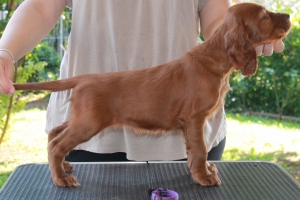 bijou