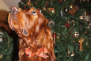 Jimmy Hendrix 3 - Christmas 2011