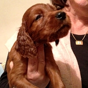 Puppies 106