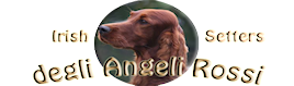 degliAngeliRossi – Irish Red Setters Kennel