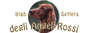 degliAngeliRossi – Irish Red Setters Kennel