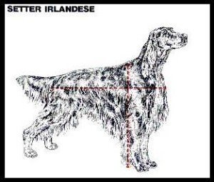 setter standard