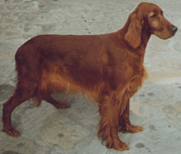 sophie