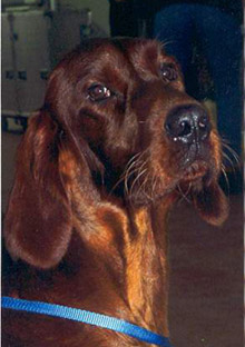 testa di ronny 2