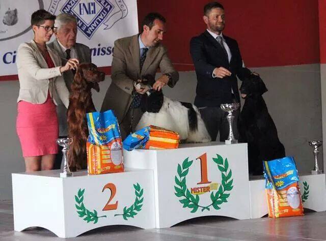 National Dog Show Caltanissetta