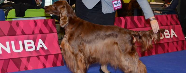 European Dog Show 2014