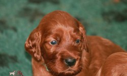 Cuccioli Disponibili x Prenotazioni