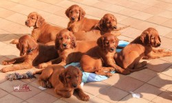 Cuccioli di 63 gg Disponibili