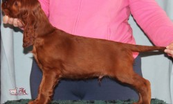 Show Quality Puppy Available