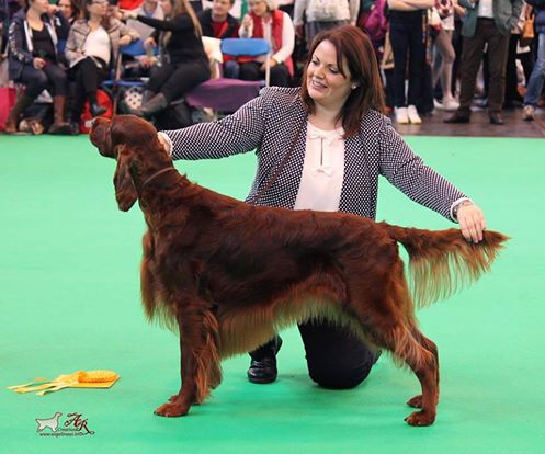 Crufts 2016