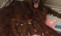 Nuova Cucciolata Disponibile – New Litter born